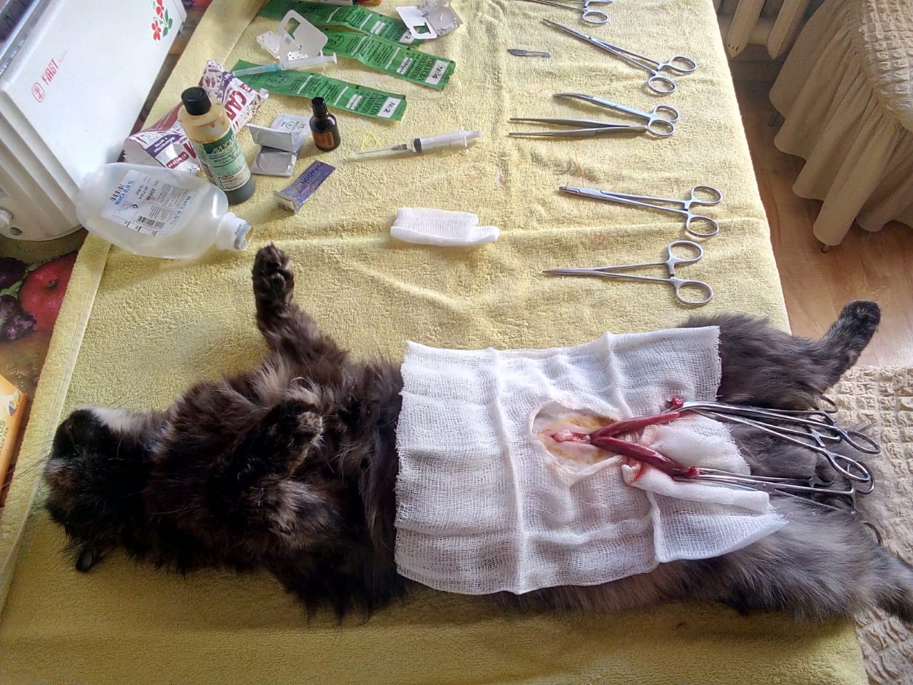 Кастрация котов и стерилизация кошек в посёлке Белоозёрский Воскресенского  района Московской области.